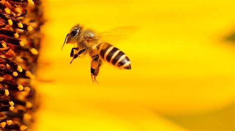 rüyada arı sokması ne demektir